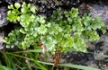 Asplenium-ruta-muraria-D05.jpg