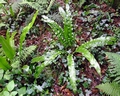 Asplenium-scolopendrium-D03.jpg