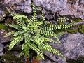 Asplenium-trichomanes-C01.jpg