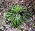 Blechnum-spiant-F02.jpg