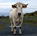 curious-cow-H01.jpg