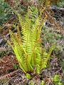 Dryopteris-affinis-B01.jpg
