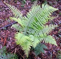 Dryopteris-borreri-F01.jpg