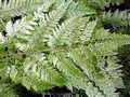 Dryopteris-guanchica-E05.jpg