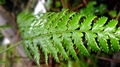 Dryopteris-guanchica-G03.jpg