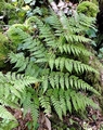 Dryopteris-sp..jpg