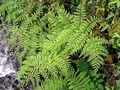 Dryopteris-sp.-J01.jpg