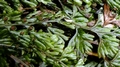 Hymenophyllum-tunbrigense-A08.jpg