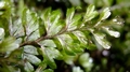 Hymenophyllum-wilsonii-L01.jpg
