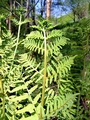 Osmunda-regalis-C03.jpg