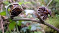 Osmunda-regalis-E04.jpg