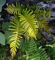 Polypodium-cambricum-I01.jpg