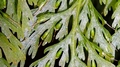 Trichomanes-speciosum-I07.jpg