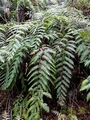 Woodwardia-radicans-E01.jpg