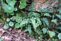 Asplenium billottii #01.jpg