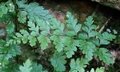 Asplenium billottii #03.jpg