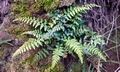 Asplenium billottii #04.jpg