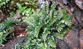 Asplenium marinum #01.jpg