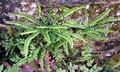 Asplenium trichomanes #01.jpg