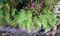 Cystopteris diaphana #01.jpg