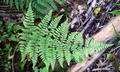 Dryopteris guanchica #01.jpg
