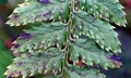Dryopteris guanchica #03.jpg