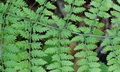 Dryopteris guanchica #04.jpg