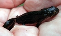 Iberian newt #01.jpg