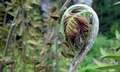 Osmunda regalis #02.jpg