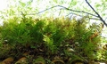 Polypodium cambricum #01.jpg