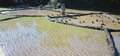 #054 - rice paddies.jpg