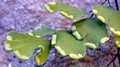 Adiantum capillus-veneris F04.jpg