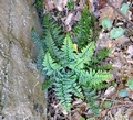 Asplenium billotii E03.jpg