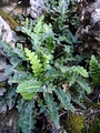 Asplenium ceterach F02.jpg