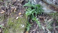 Asplenium onopteris D01.jpg