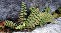 Asplenium petrarchae B03.jpg