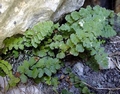 Asplenium petrarchae B09.jpg