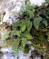 Asplenium petrarchae B11.jpg