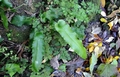 Asplenium scolopendrium B05.jpg