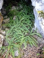 Asplenium trichomanes B04.jpg