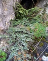 Asplenium trichomanes C03.jpg