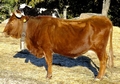 Bull D01.jpg
