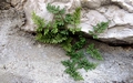 Cheilanthes acrostica B02.jpg