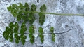 Pleurosorus hispanicus v Asplenium petrarchae F01.jpg