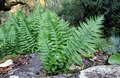 Polypodium cambricum G02.jpg