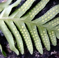 Polypodium cambricum G03.jpg