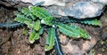 #18 Asplenium ceterach.jpg