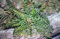 #25 Asplenium trichomanes.jpg