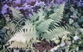 #37 Dryopteris pallida.jpg