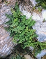 #46 Cheilanthes acrostica.jpg